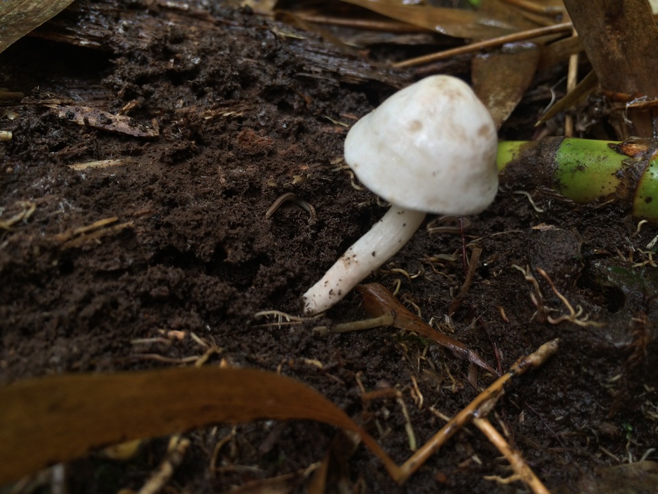 Porpoloma bambusarum image