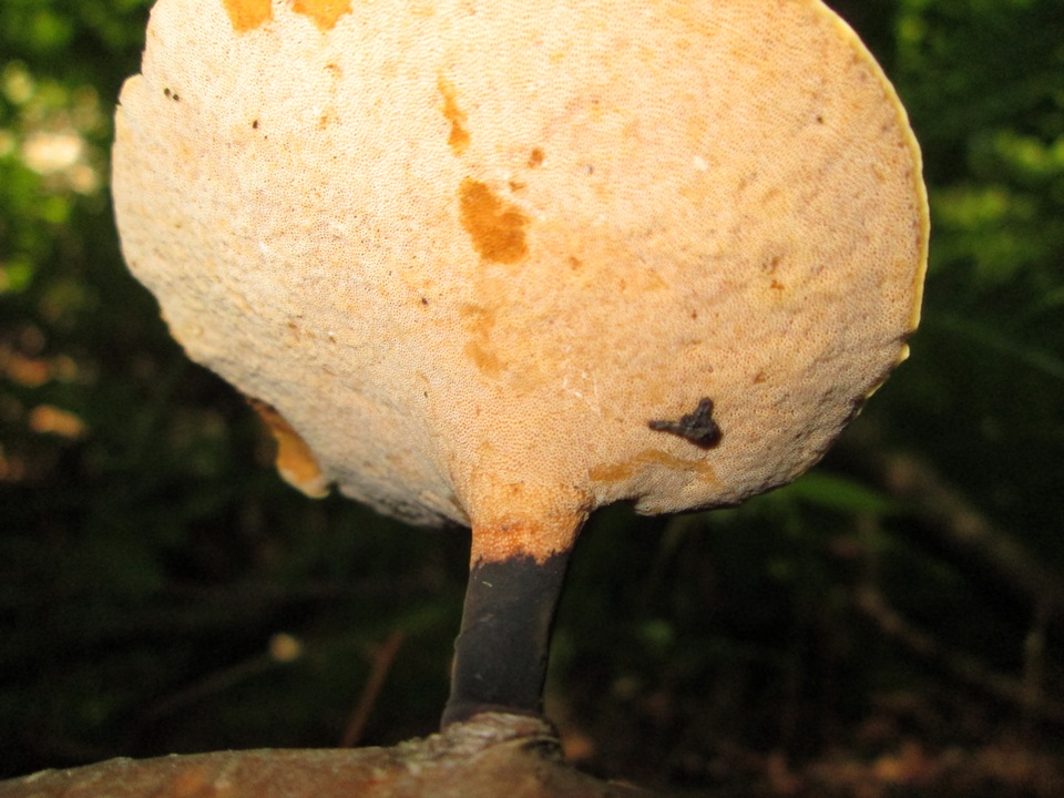 Royoporus image