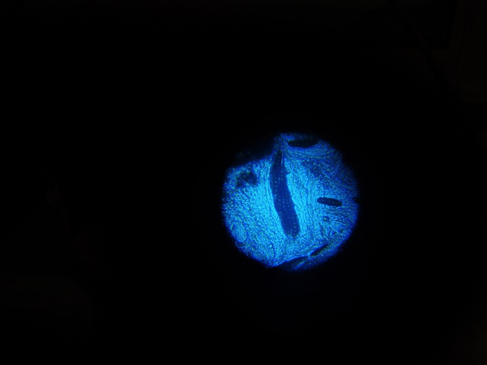Splanchnonema argus image