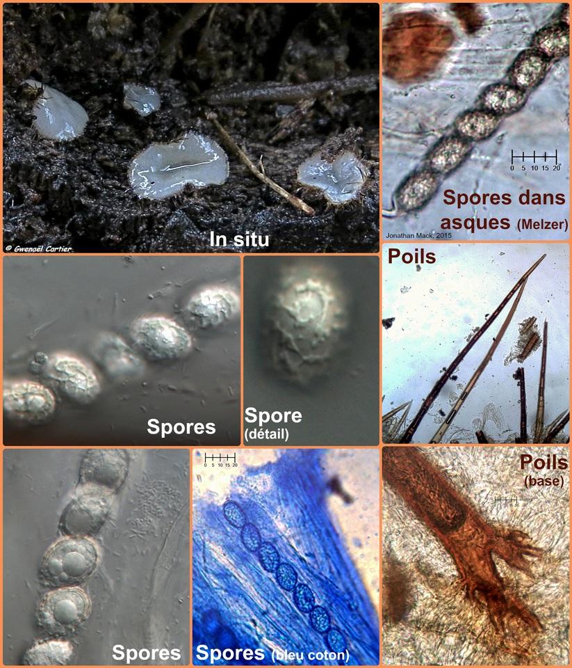 Scutellinia pennsylvanica image