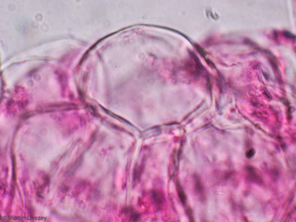 Multifurca ochricompacta image