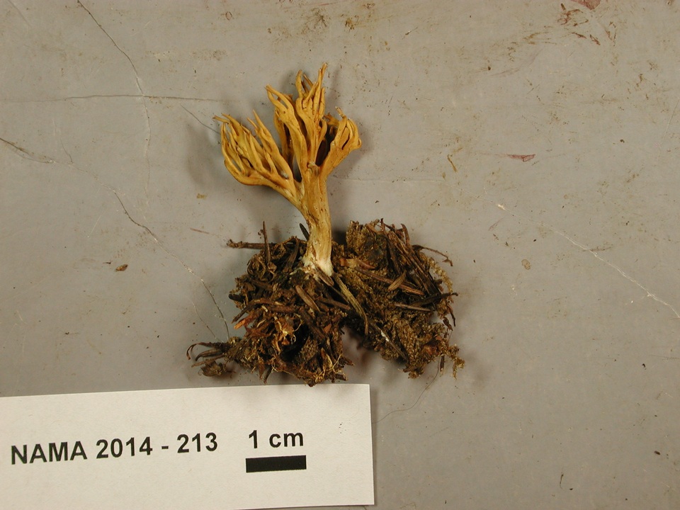 Phaeoclavulina argentea image