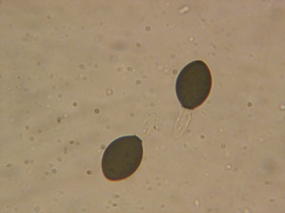 Podospora eminens image