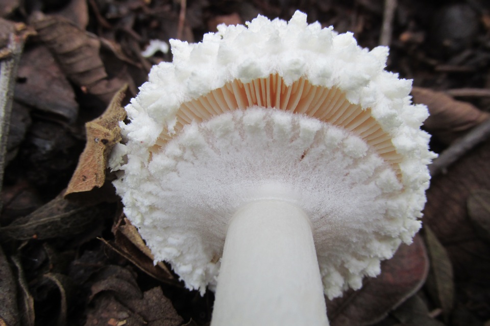 Amanita veldiei image