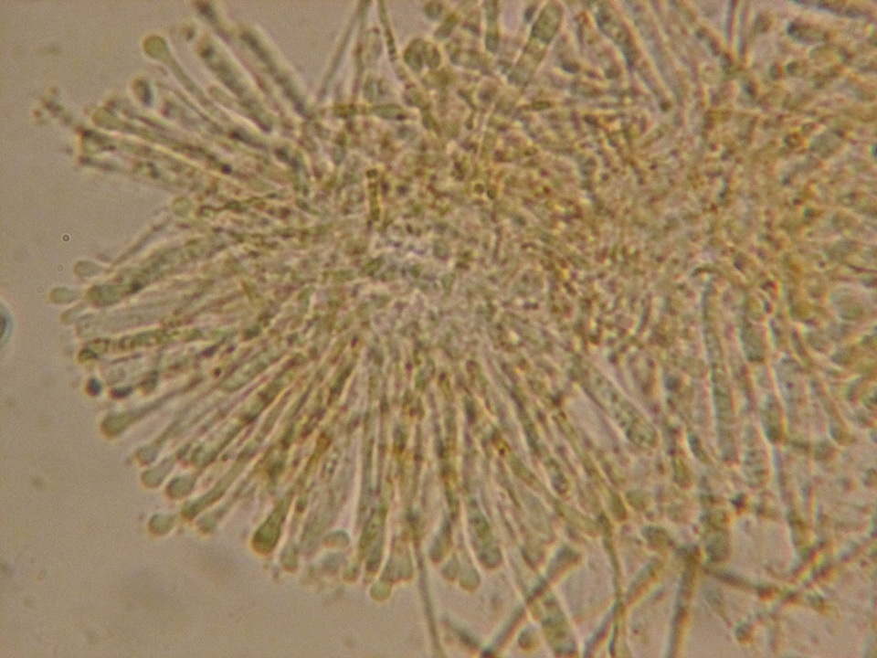 Orbilia delicatula image