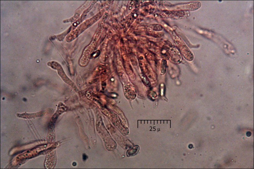 Ramaria longispora image