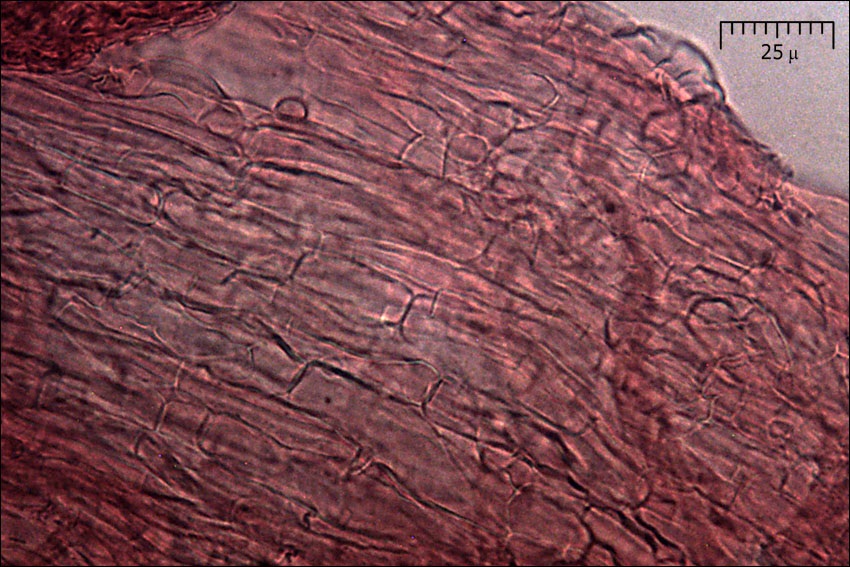 Ramaria longispora image