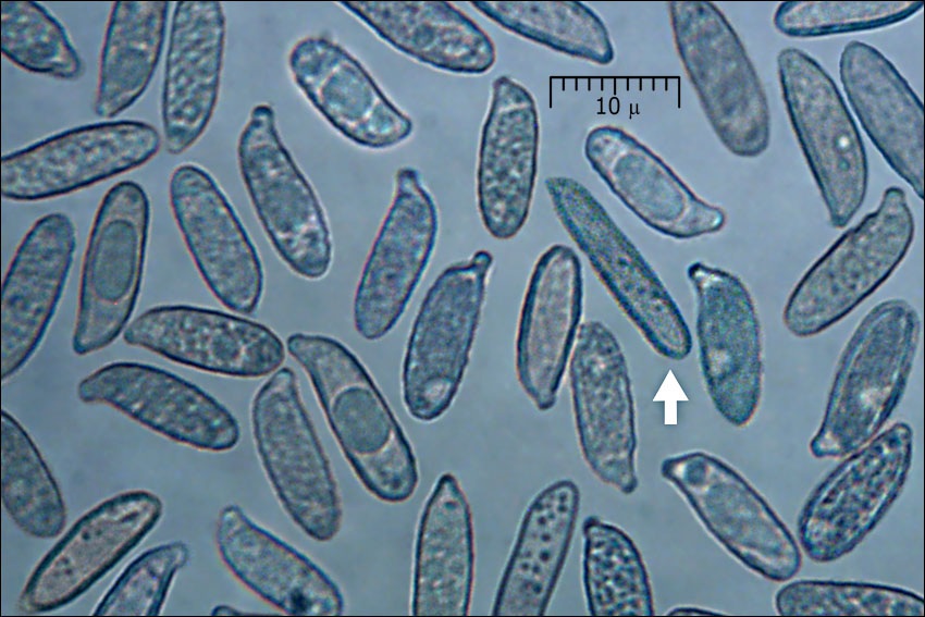 Ramaria longispora image