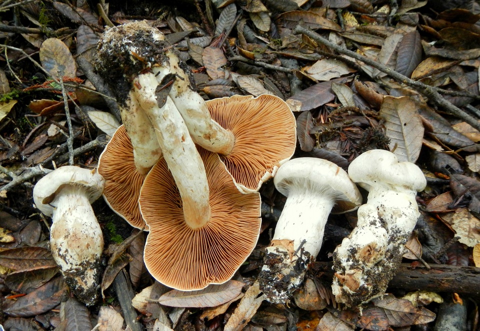 Cortinarius niveoglobosus image