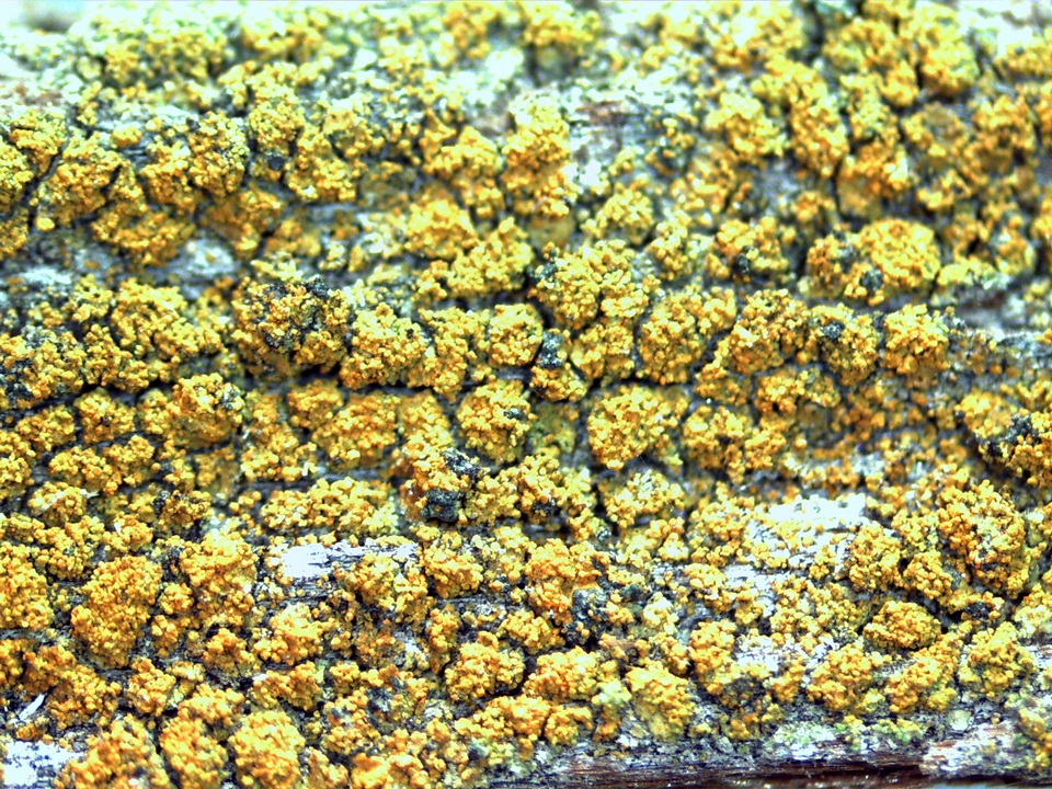 Caloplaca persimilis image