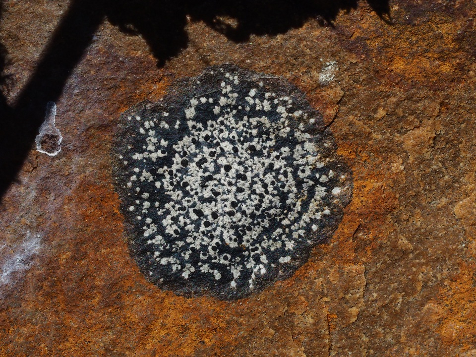 Buellia spuria image