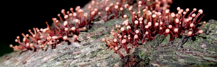 Tubercularia lateritia image