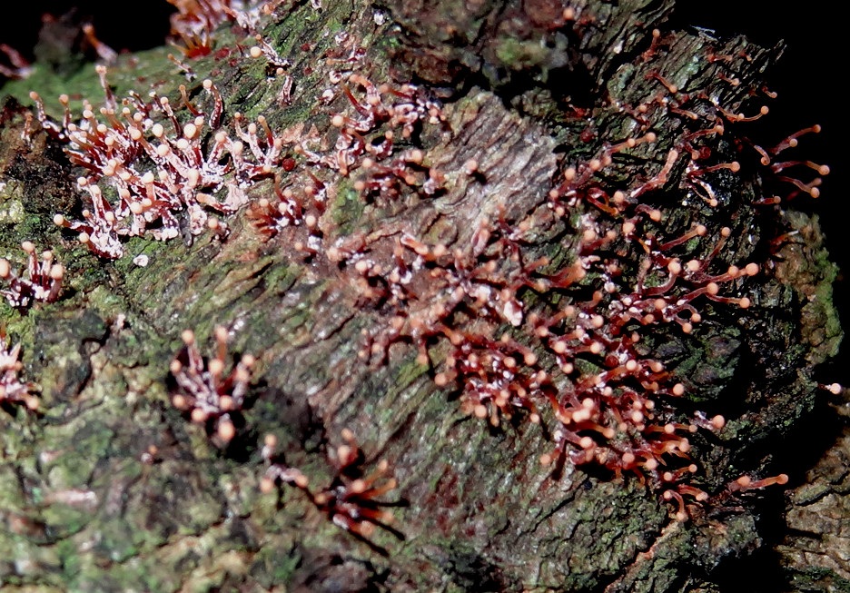 Tubercularia lateritia image
