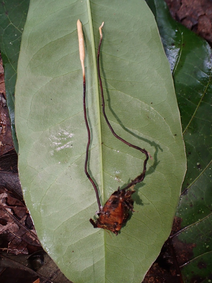 Cordyceps nutans image