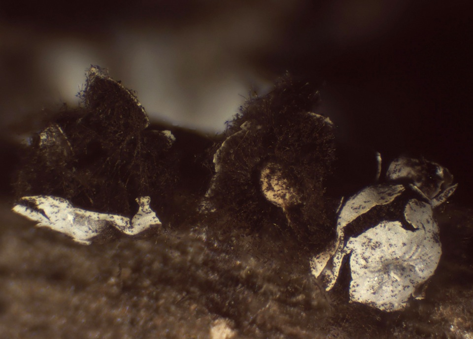 Diderma umbilicatum var. umbilicatum image