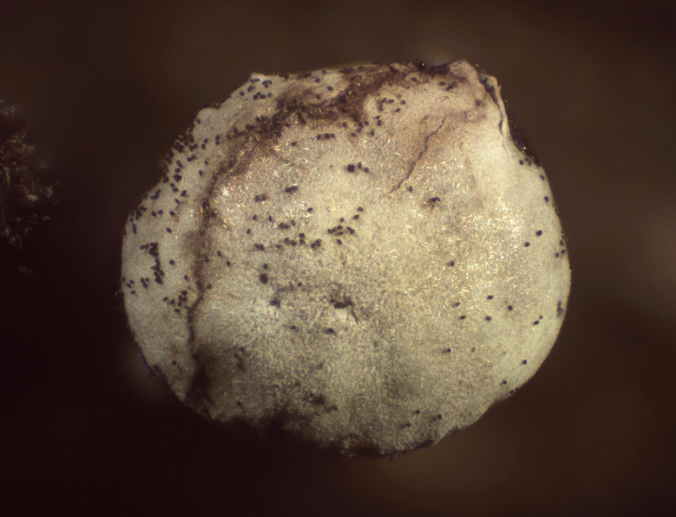 Diderma umbilicatum var. umbilicatum image