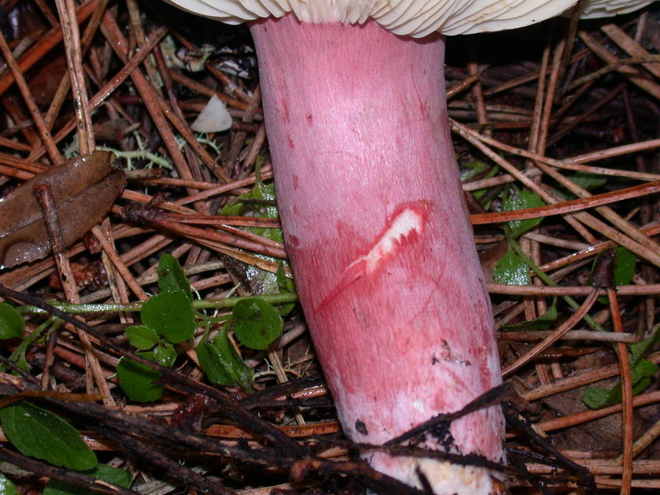 Russula rhodopoda image