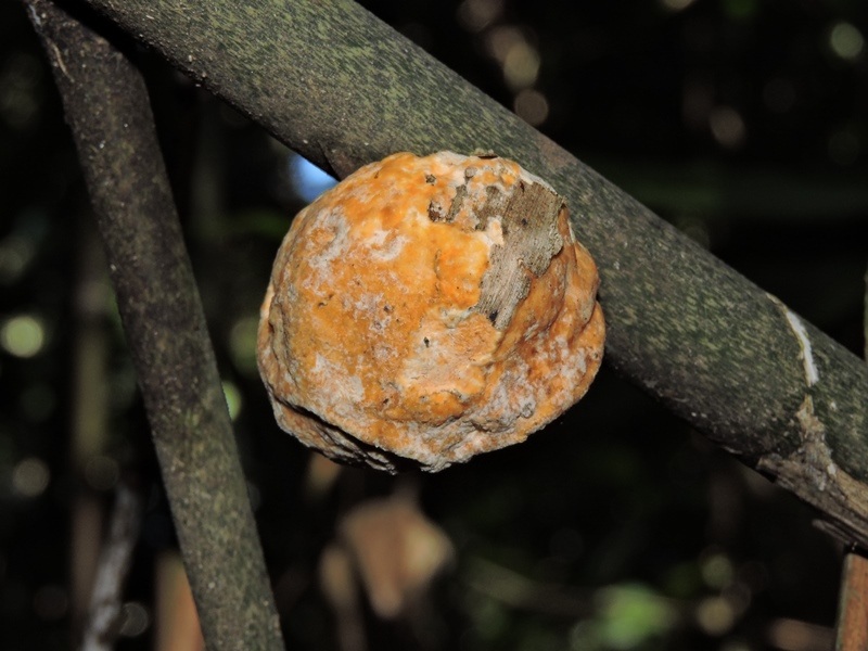 Mycocitrus aurantium image