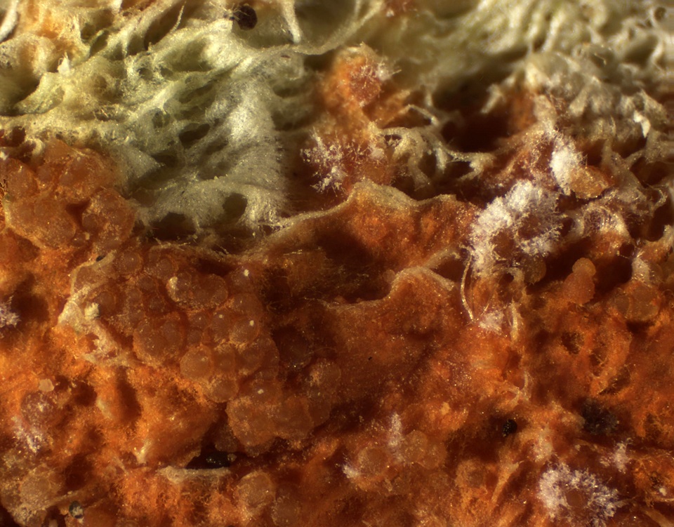 Hypomyces aurantius image