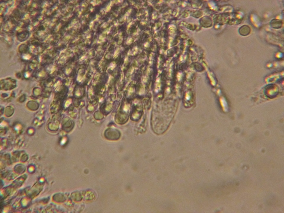 Mycena debilis image