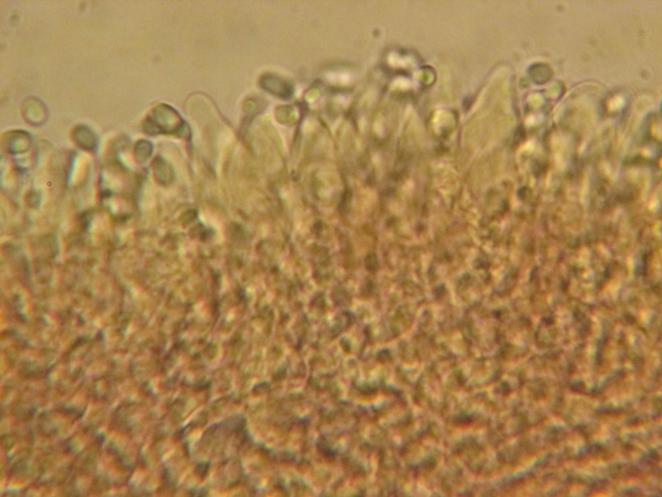Mycena debilis image