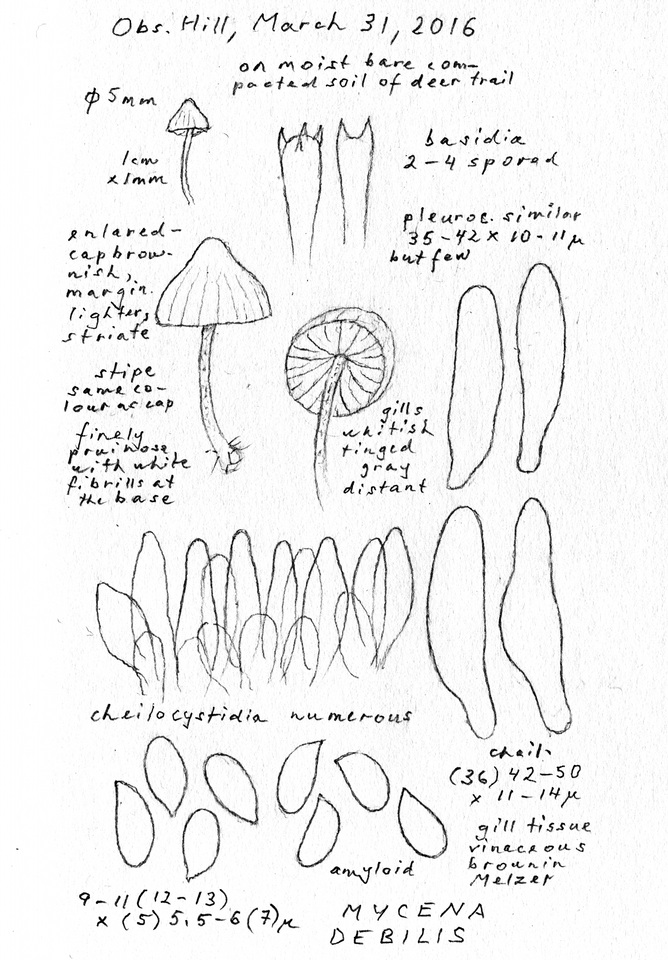 Mycena debilis image