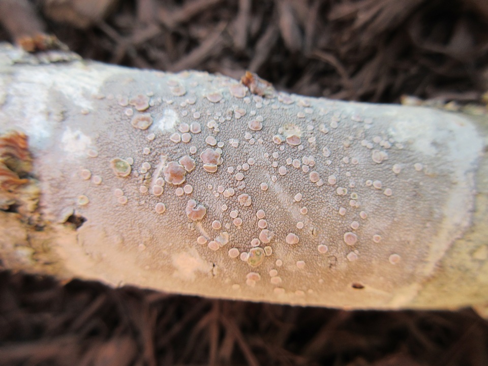 Lecanora subpallens image