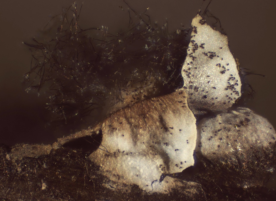 Diderma umbilicatum var. umbilicatum image