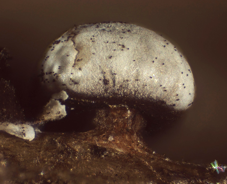 Diderma umbilicatum var. umbilicatum image