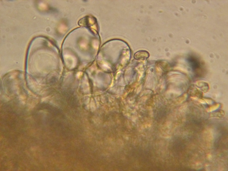 Cortinarius heterosporus image
