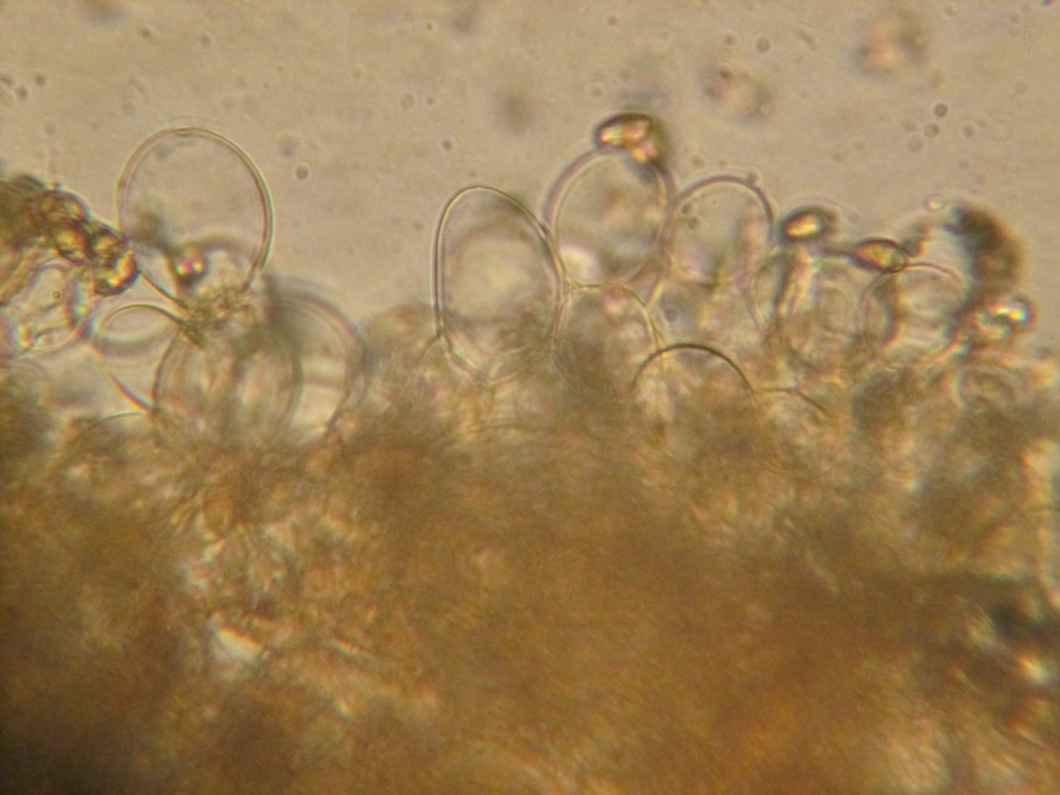 Cortinarius heterosporus image