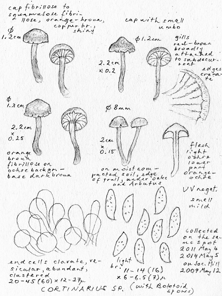 Cortinarius heterosporus image