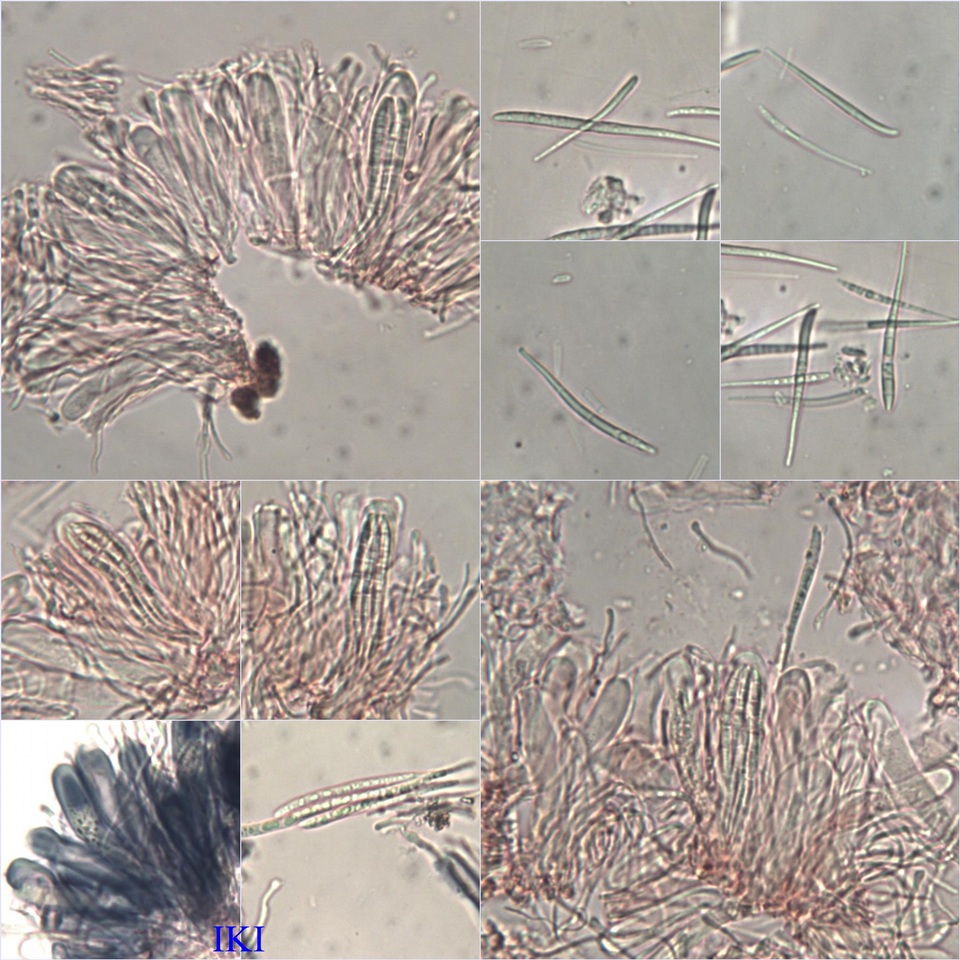 Bacidia rubella image