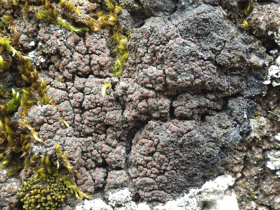 Fuscopannaria ignobilis image