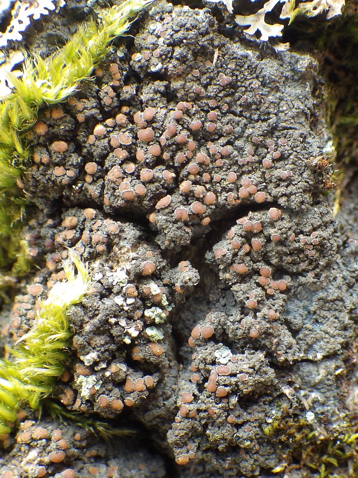 Fuscopannaria ignobilis image