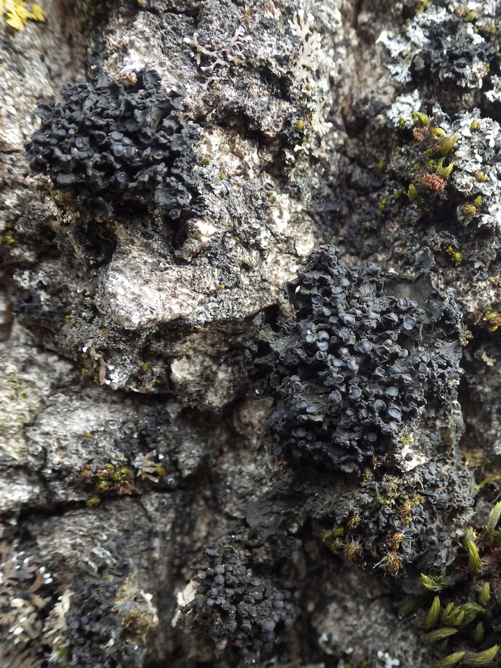 Staurolemma omphalarioides image