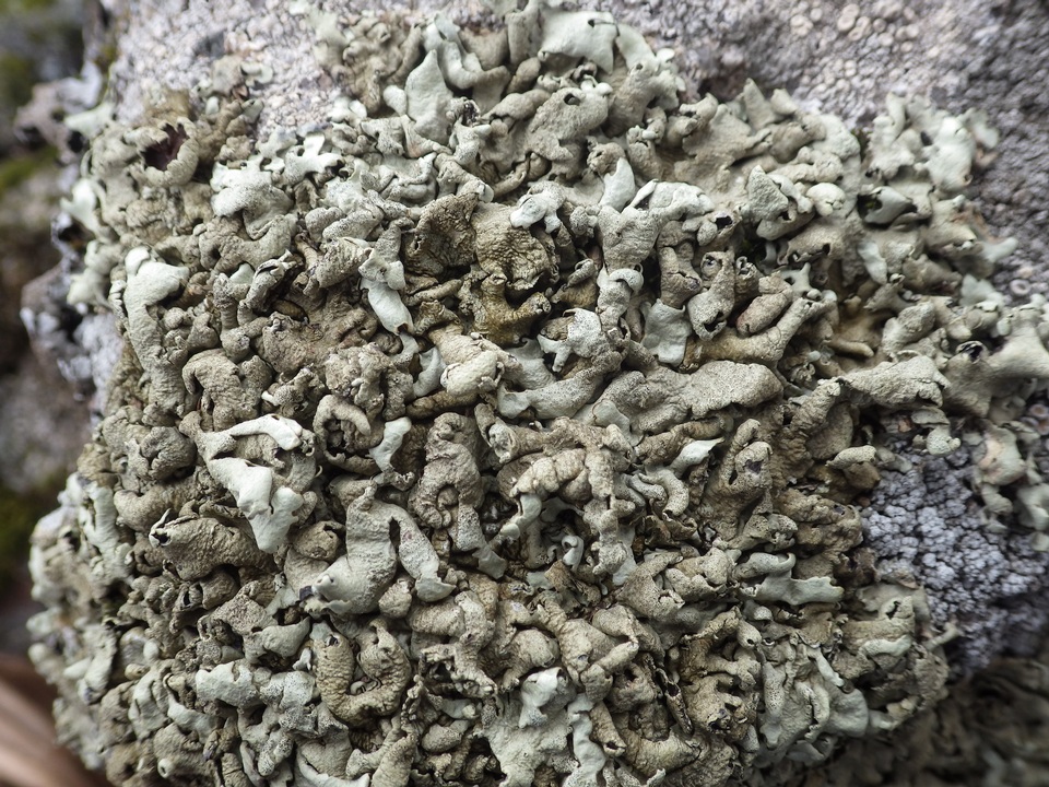 Xanthoparmelia protomatrae image