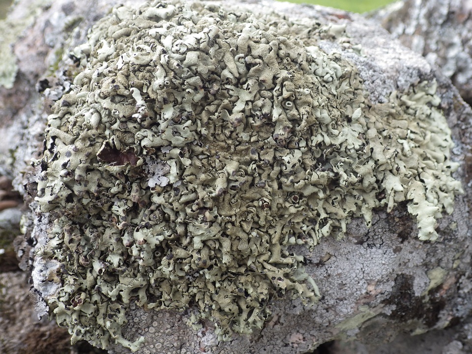 Xanthoparmelia protomatrae image