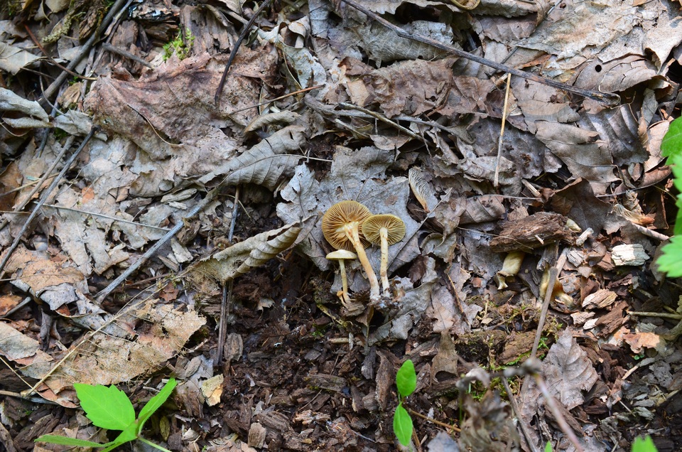 Pholiota marginella image