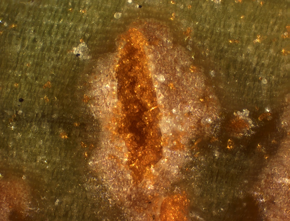 Uromyces transversalis image