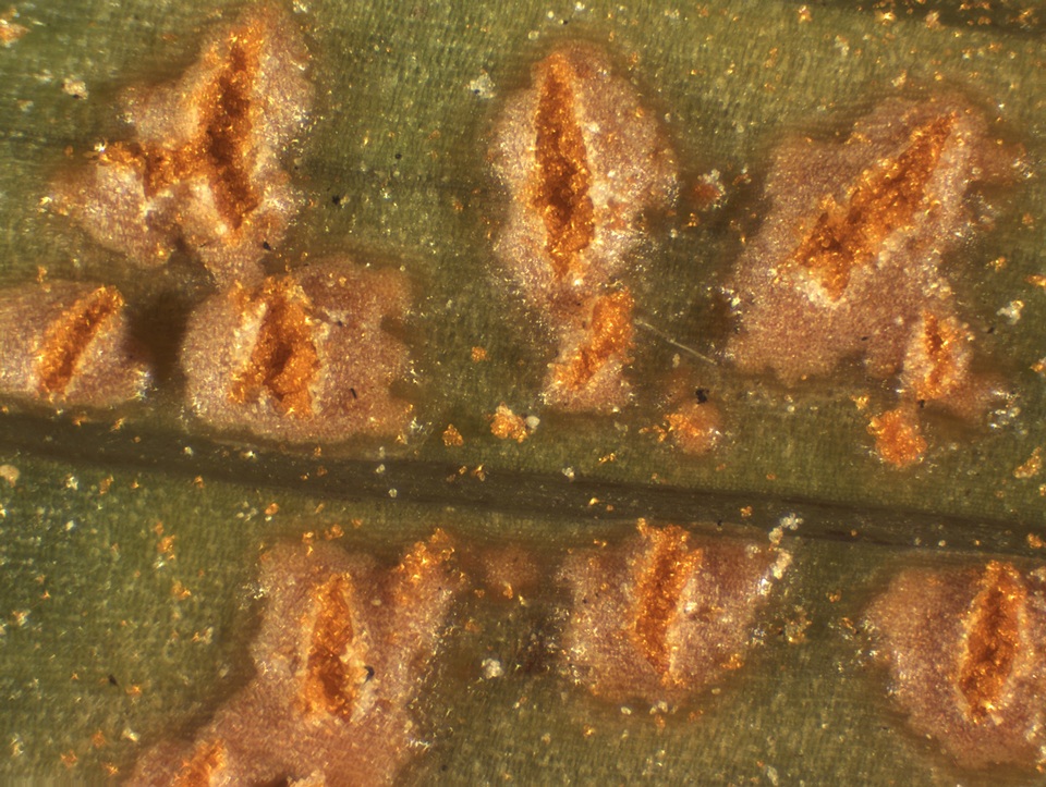 Uromyces transversalis image