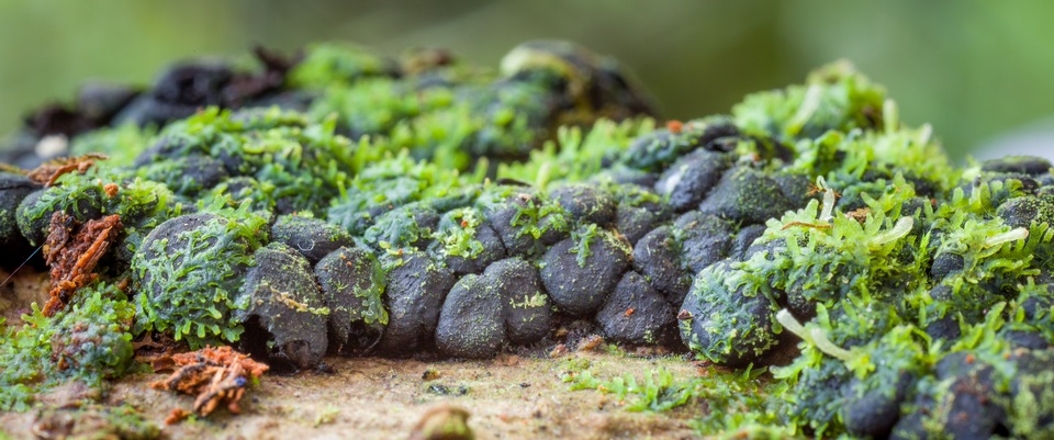 Kretzschmaria clavus image