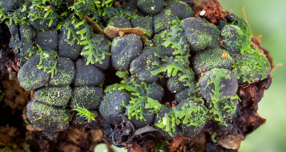 Kretzschmaria clavus image