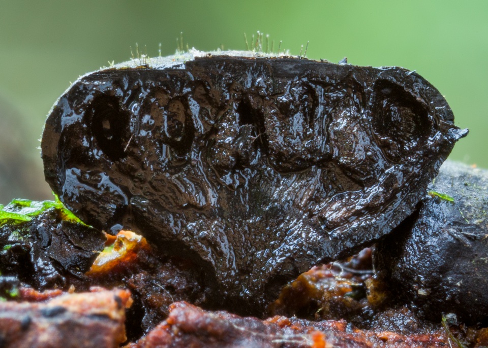 Kretzschmaria clavus image