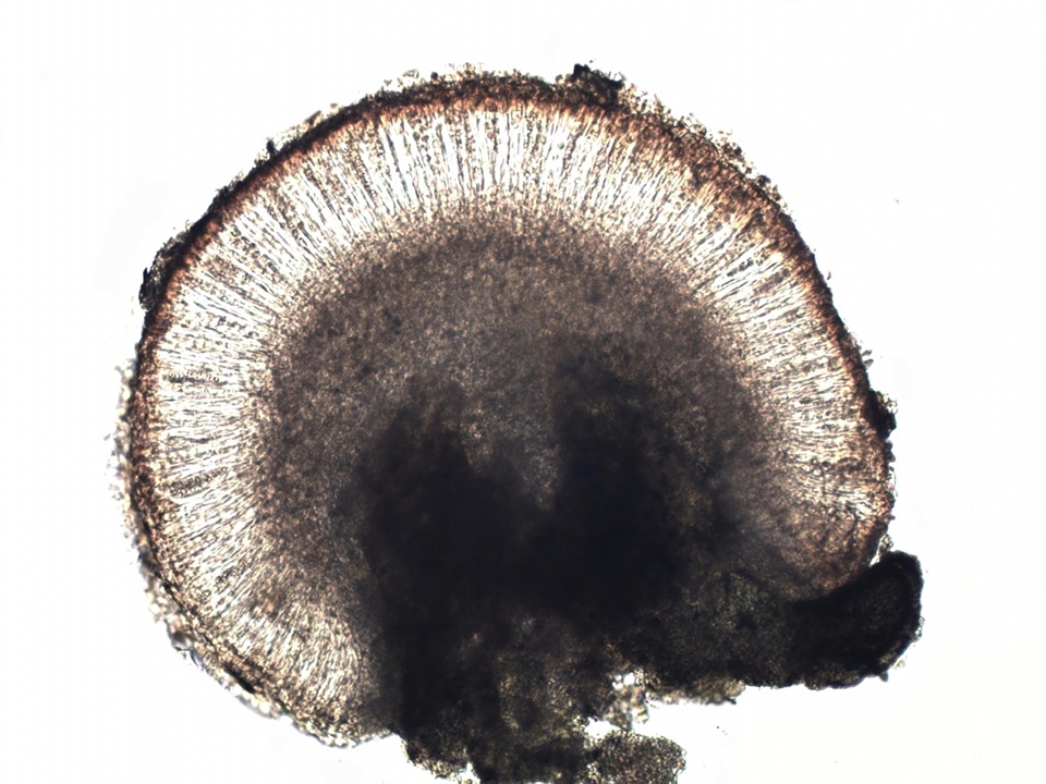 Fuscopannaria ignobilis image