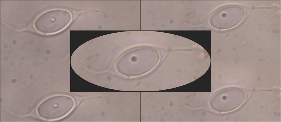 Fuscopannaria ignobilis image