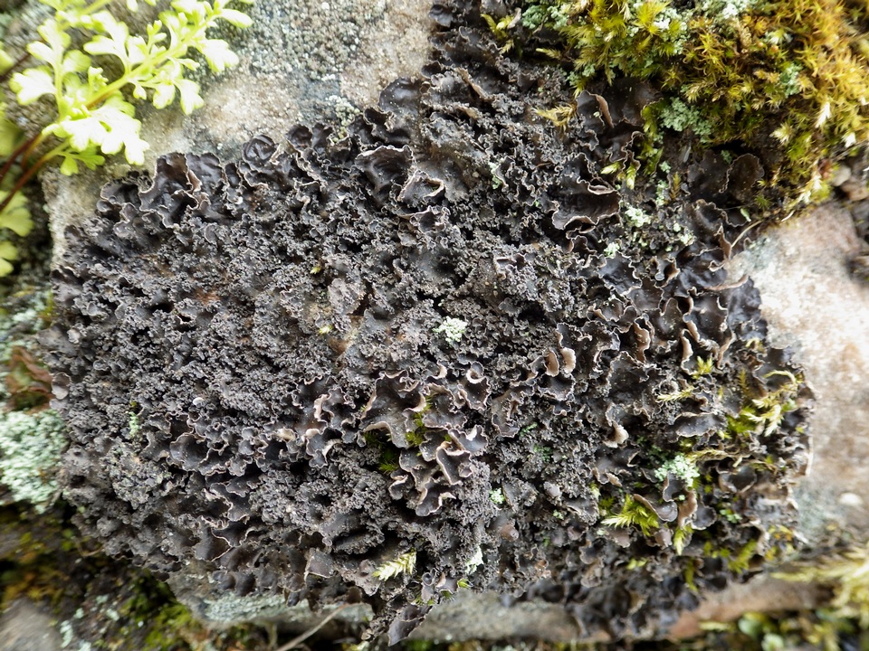 Nephroma tangeriense image