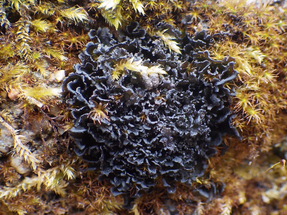 Scytinium gelatinosum image