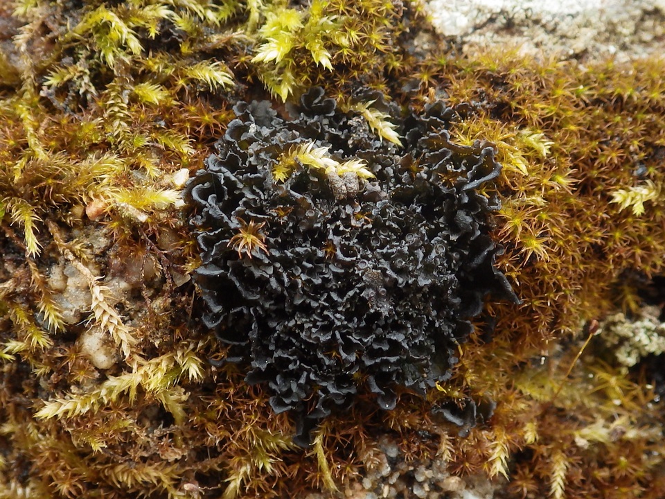 Leptogium gelatinosum image
