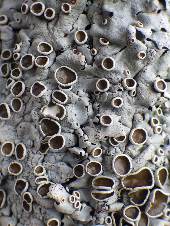 Parmelina carporrhizans image